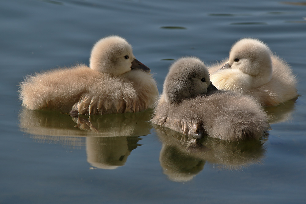 zu flauschig um wahr zu sein.....