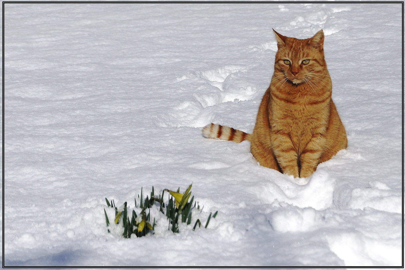  Zu früh  erwachte Frühlingspflanzen  im Schnee