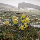 ...zu Früh gefreut...