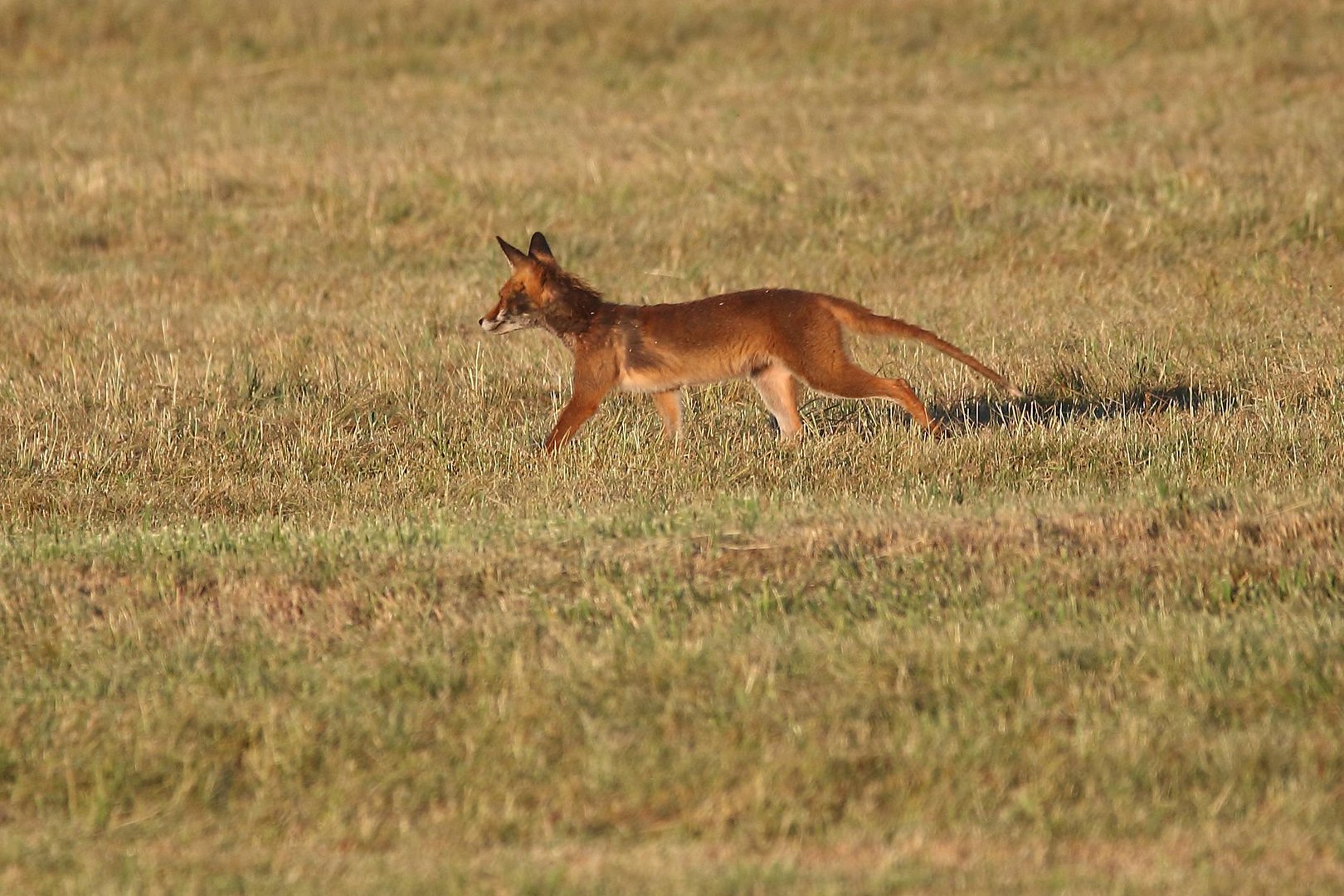 ZU FRÜH GEFREUT - armes Tier der Fuchs hier