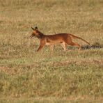 ZU FRÜH GEFREUT - armes Tier der Fuchs hier