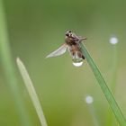 zu früh zum fliegen