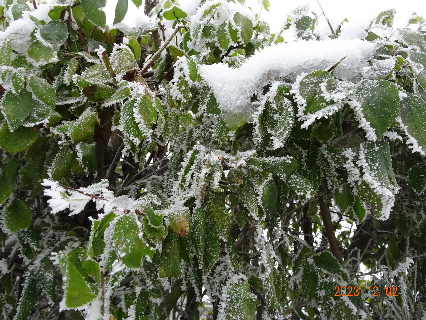 zu früher Frost