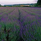 Zu früher Stunde am Lavendelfeld