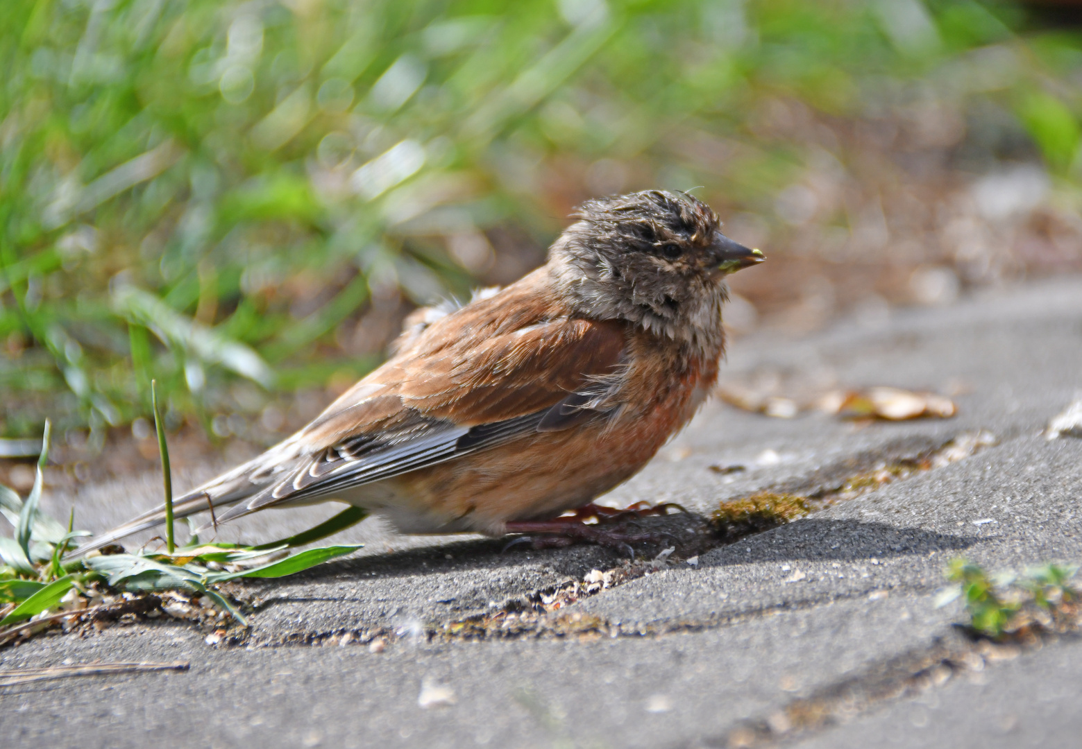 zu fru?h aus dem Nest und nun?