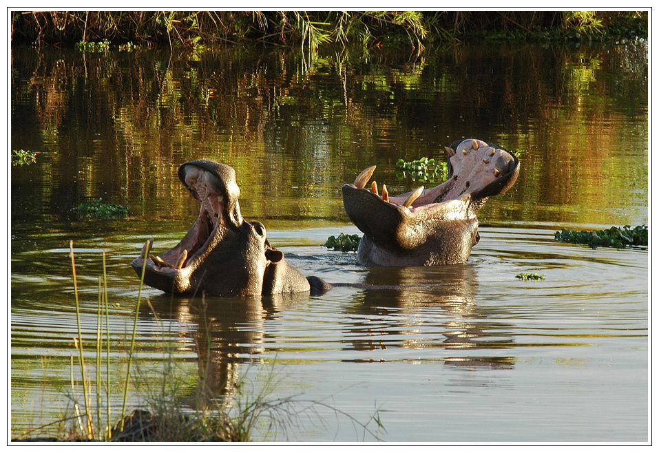 Zu Fuß auf Hippo Pirsch