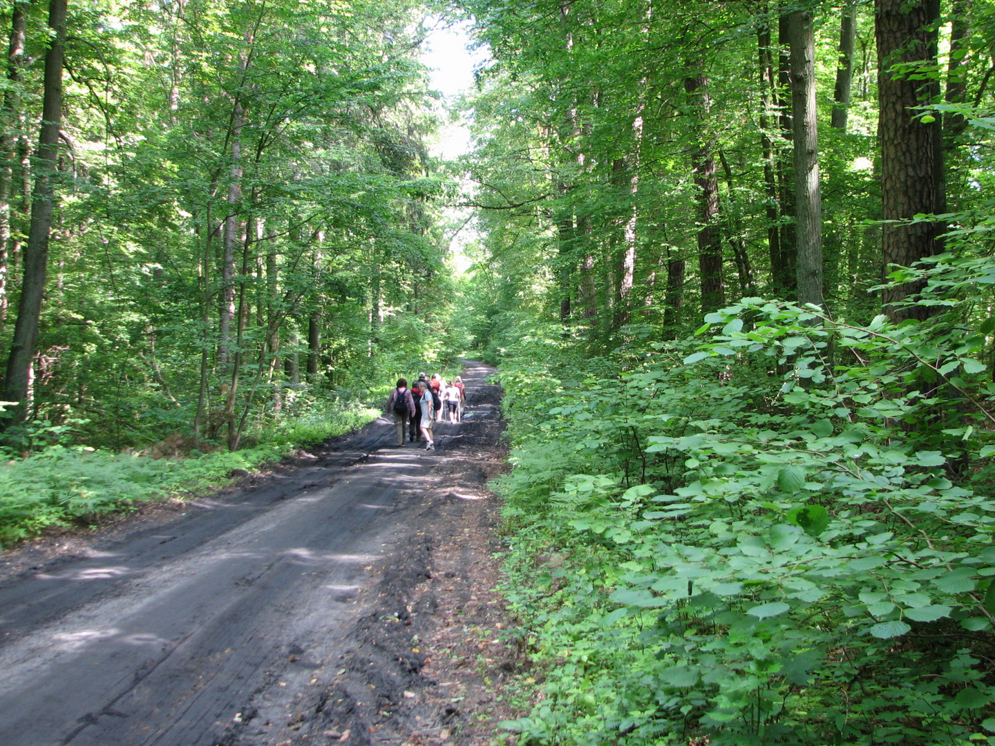 zu Fuss durch Masurens Wälder