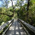 zu Fuß in den Everglades