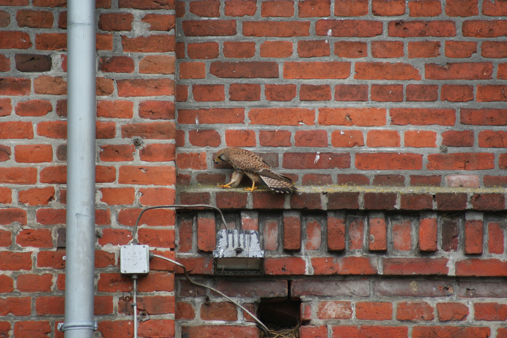 Zu Fuß unterwegs - Turmfalke