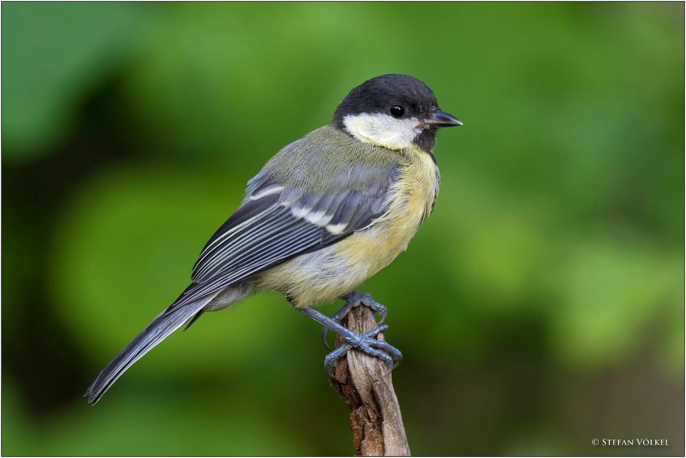 Zu Gast an der Vogeltränke