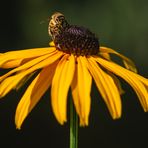 Zu Gast auf dem Sonnenhut