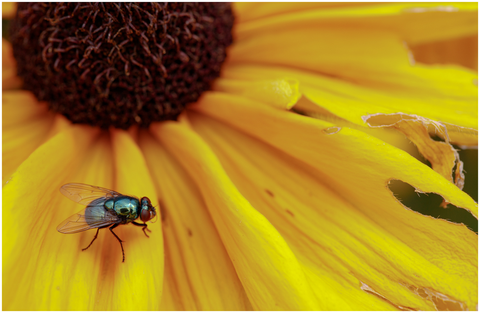 Zu Gast auf der gelben Blüte