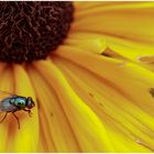 Zu Gast auf der gelben Blüte