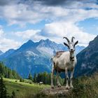 zu Gast auf der schweizerischen Alp Valmala