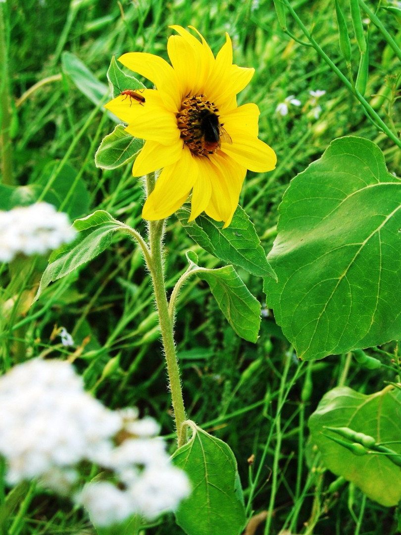 Zu Gast auf einer Sonnenblume