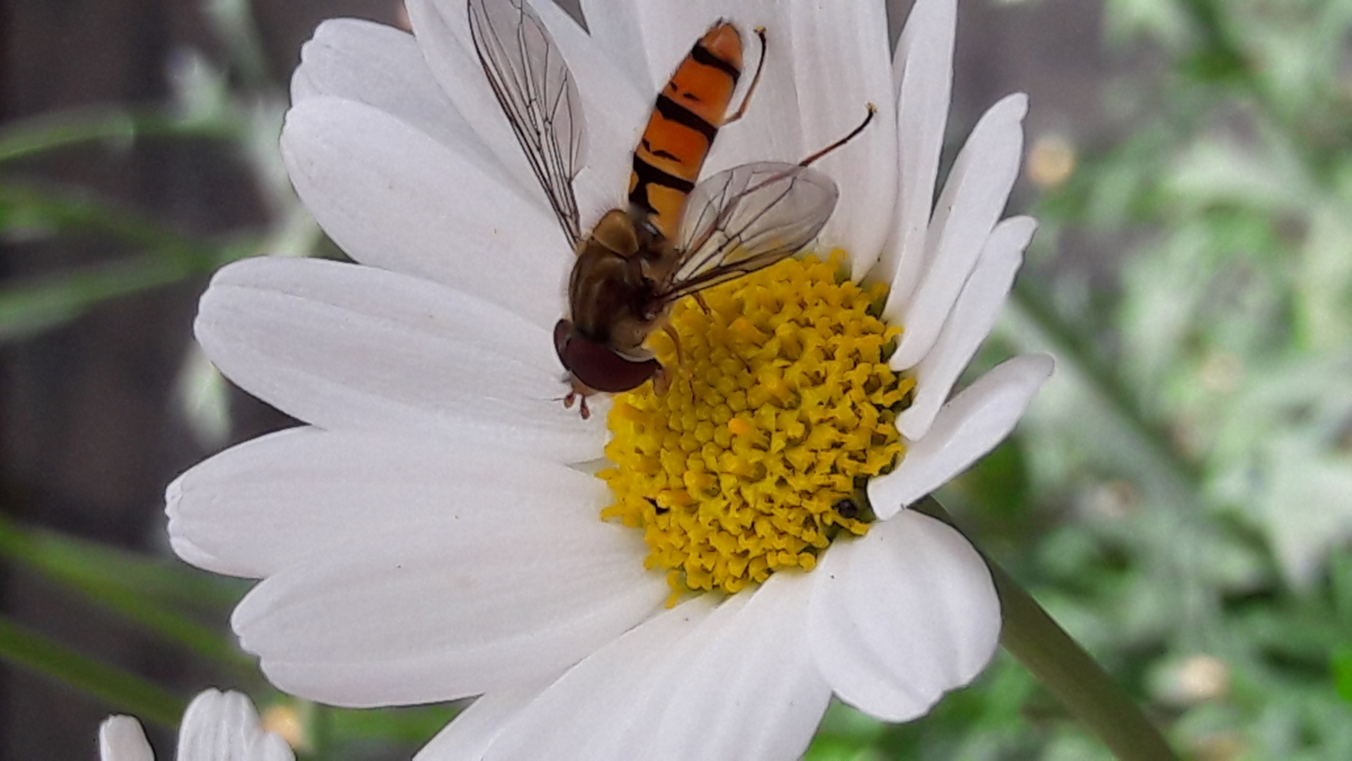 Zu Gast auf reinweißer Blüte