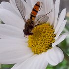 Zu Gast auf reinweißer Blüte