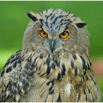 zu Gast aus Hellenthal in dem Essener Gruga-Park