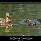 Zu Gast bei Familie Ente