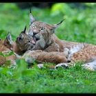 Zu Gast bei Familie Luchs