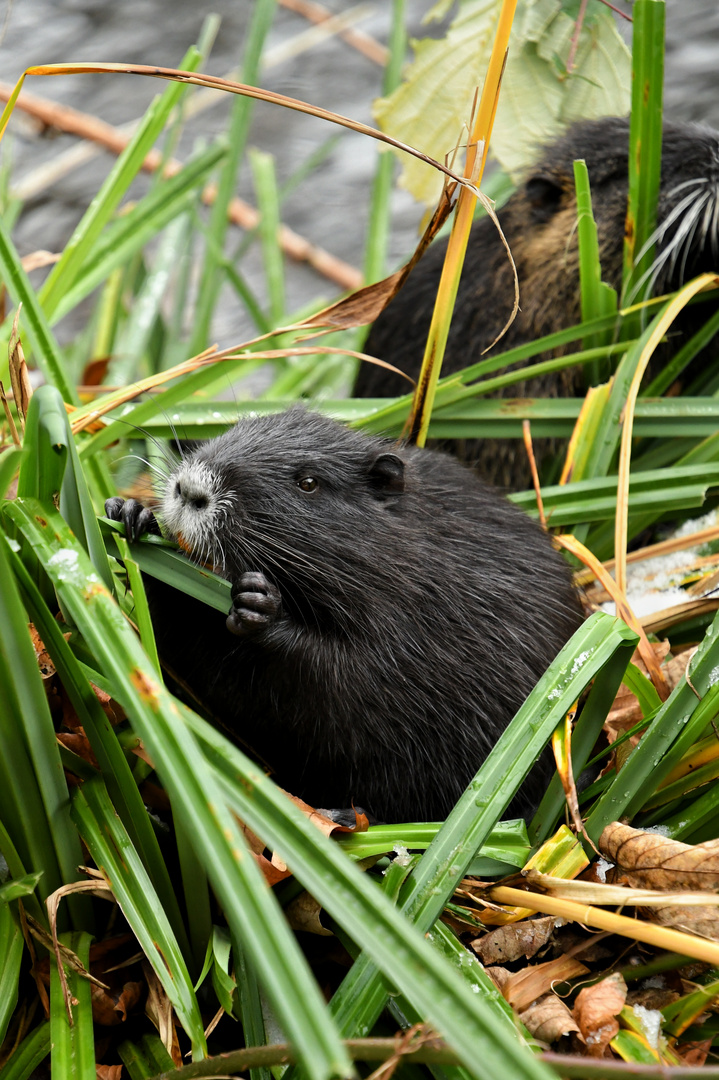 Zu Gast bei Familie Nutria