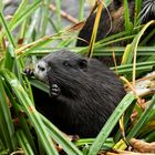 Zu Gast bei Familie Nutria