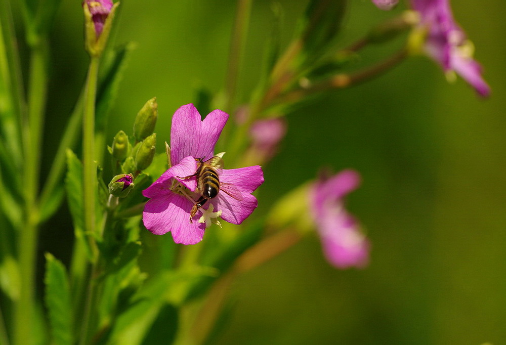 Zu Gast bei Frau Blume