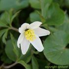 Zu Gast beim Buschwindröschen (Anemone nemorosa)