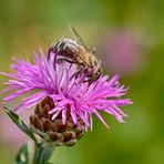 Zu Gast beim Flockenblümchen