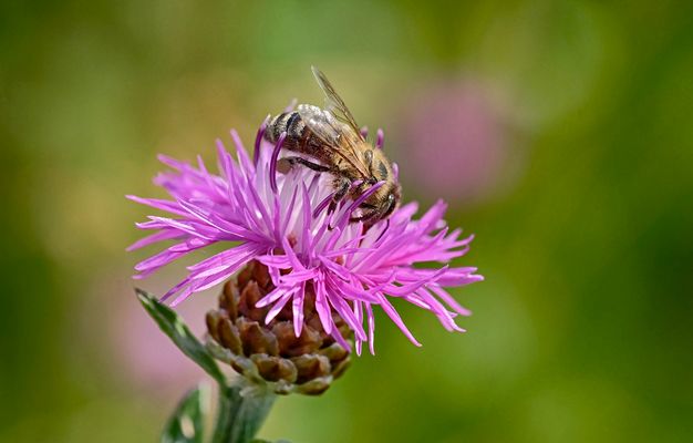 Zu Gast beim Flockenblümchen