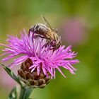 Zu Gast beim Flockenblümchen