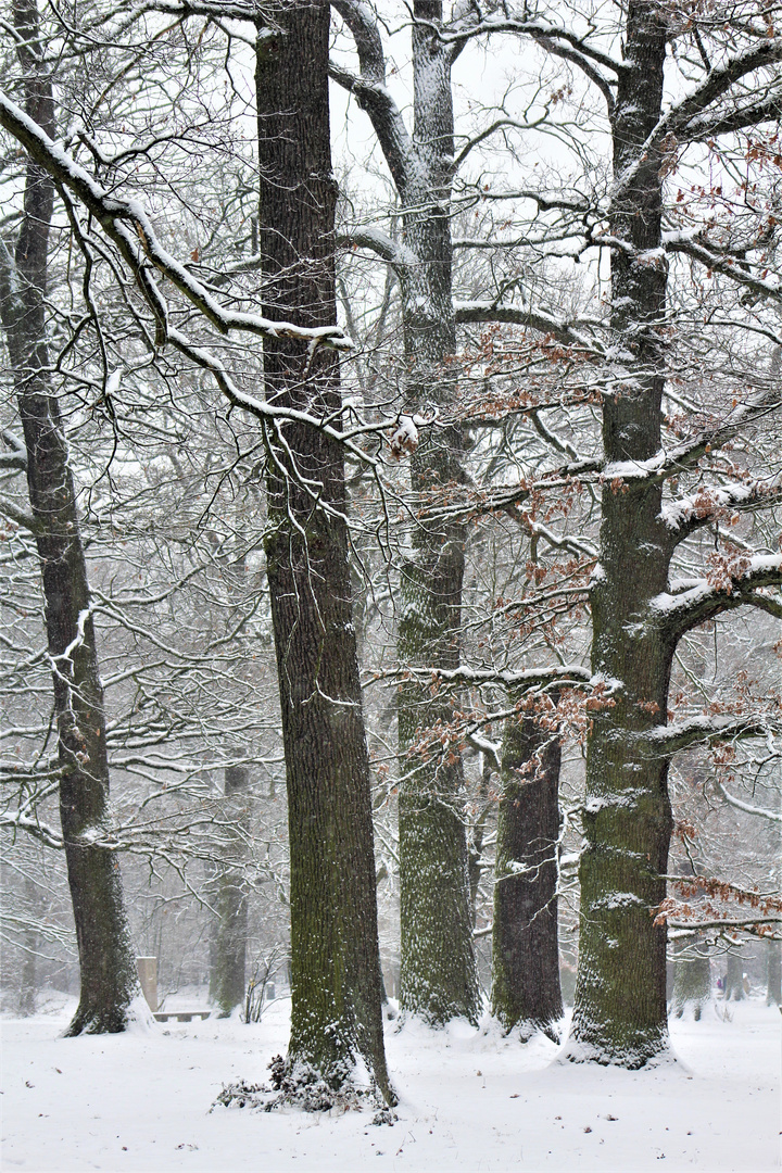 zu Gast im Hain, der Winter hat nun auch hier Einzug gehalten