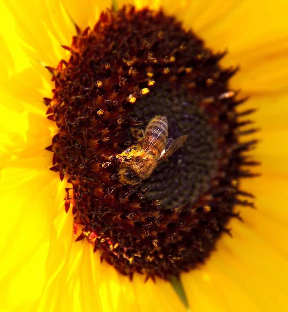 Zu Gast in der Sonne!