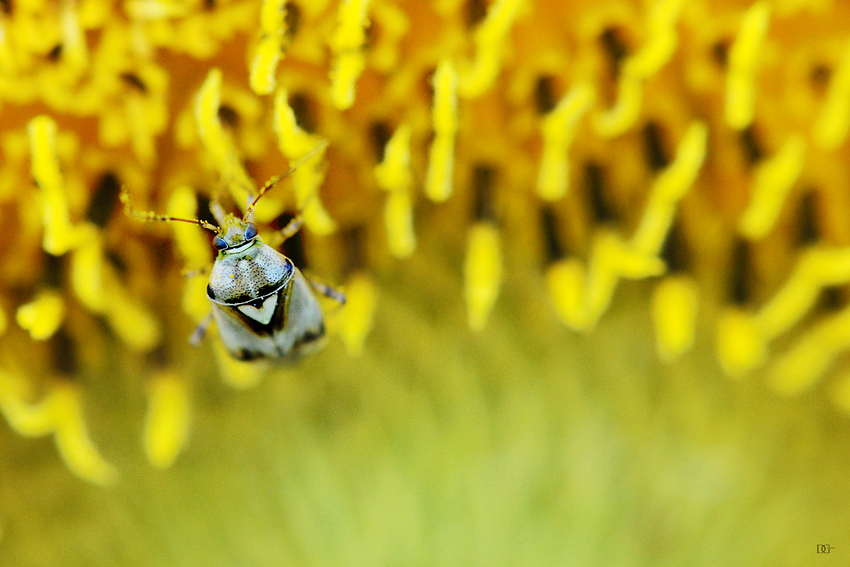 Zu Gast in der Sonnenblume