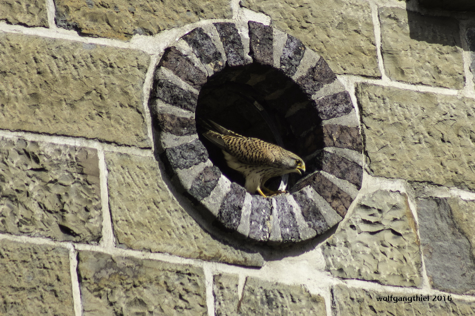 Zu Gast in der Stadt - der Turmfalke