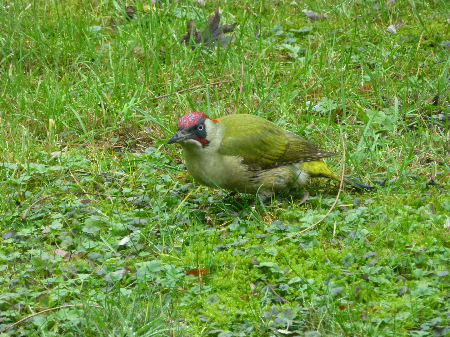 zu Gast in unserem Garten