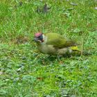 zu Gast in unserem Garten