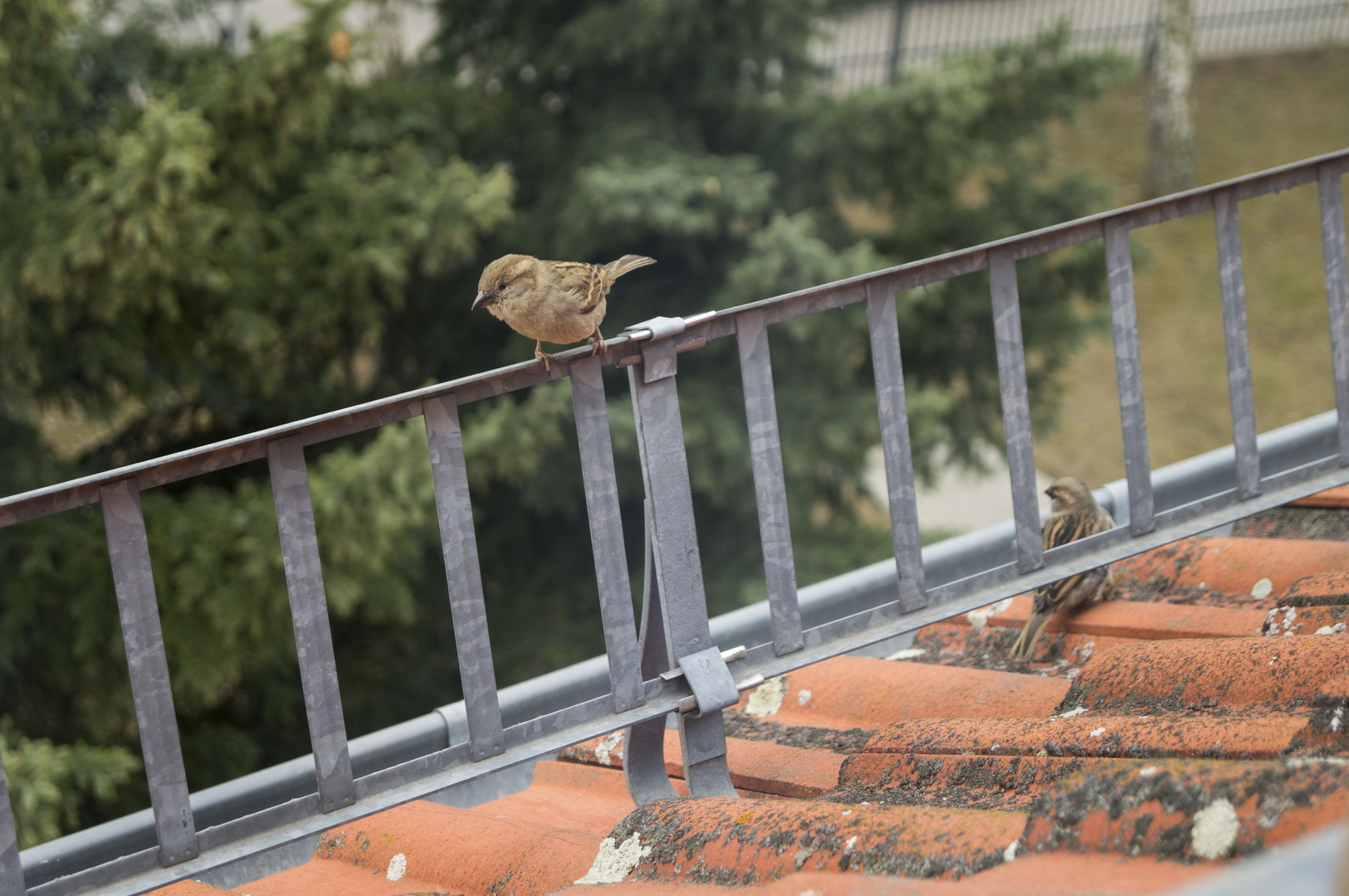 Zu Gast vor dem Wohnzimmerfenster