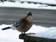 Zu groß fürs Vogelhaus...