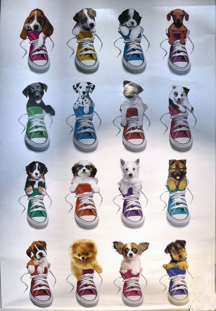 Zu große Schuhe für kleine Hunde