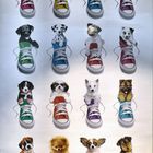 Zu große Schuhe für kleine Hunde