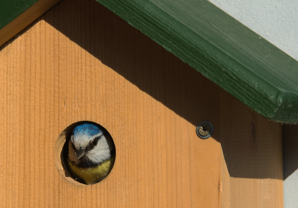 - zu Hause auf meinem Balkon -