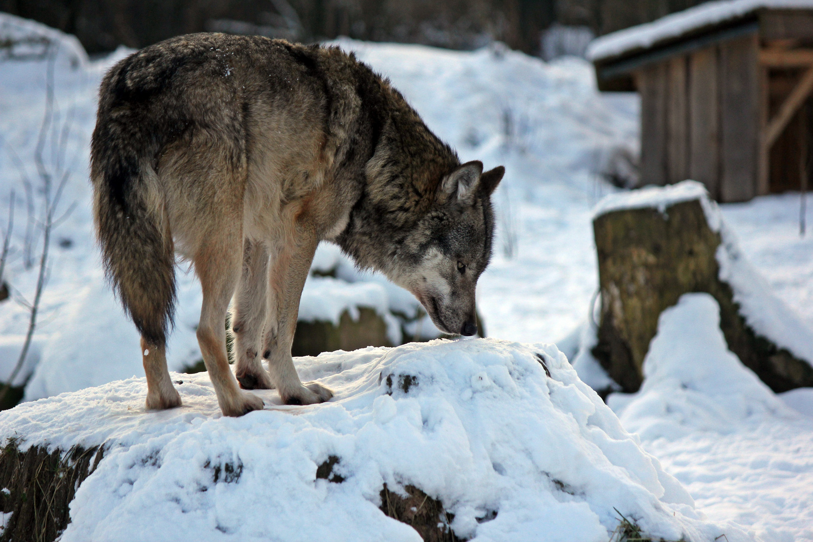 Zu Hause bei Wolf