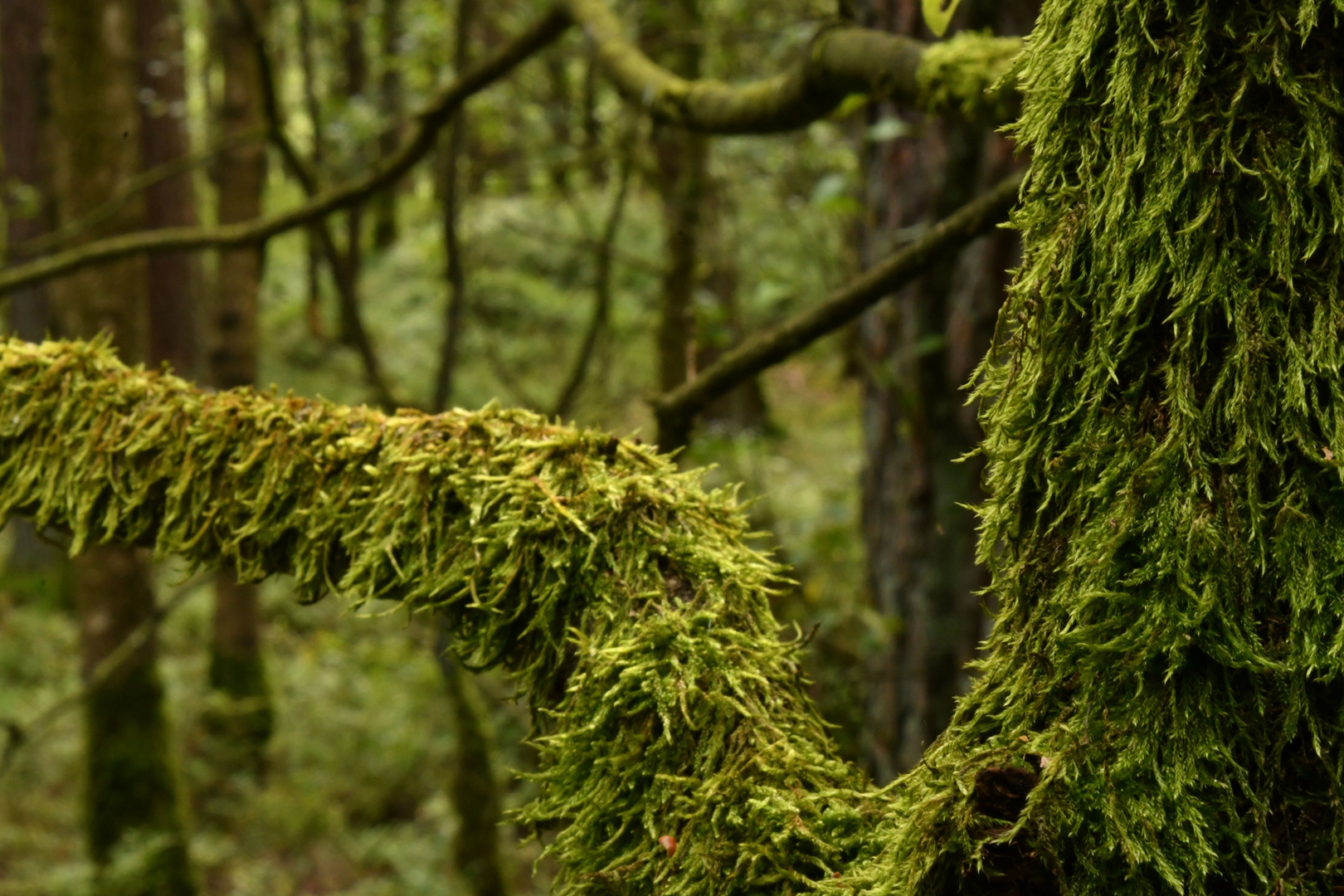 Zu Hause Beim Waldgeist