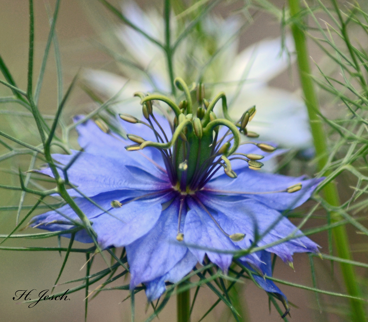 Zu Hause im Garten