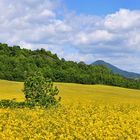 Zu Himmelfahrt gestern eine "himmlische Ruhe" inmitten der Basaltberge im Böhmischen Mittelgebirge