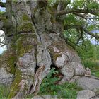 Zu Holz erstarrte alte Zeiten