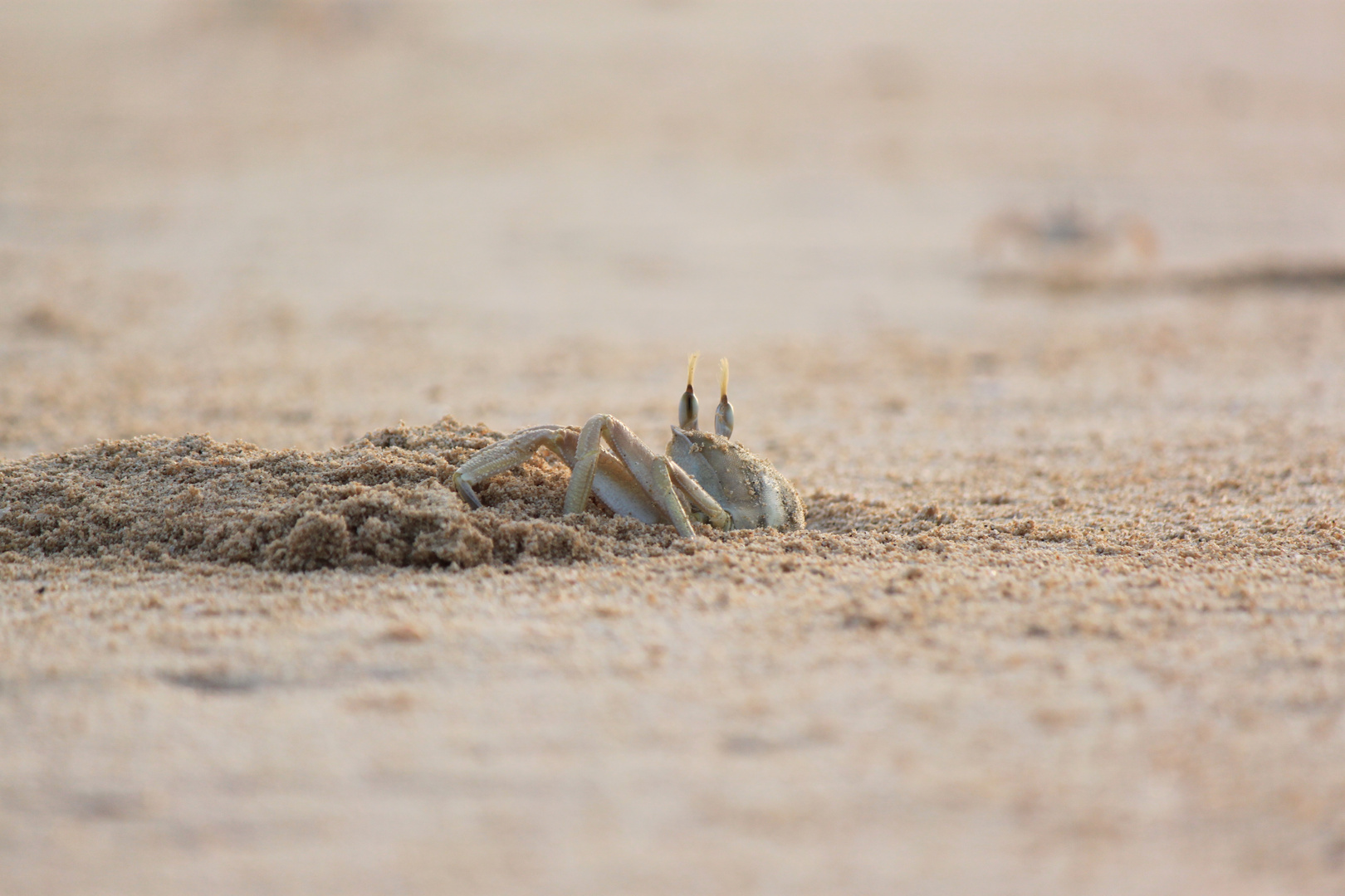 zu Hunderten am Strand von Boavista