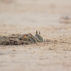 zu Hunderten am Strand von Boavista