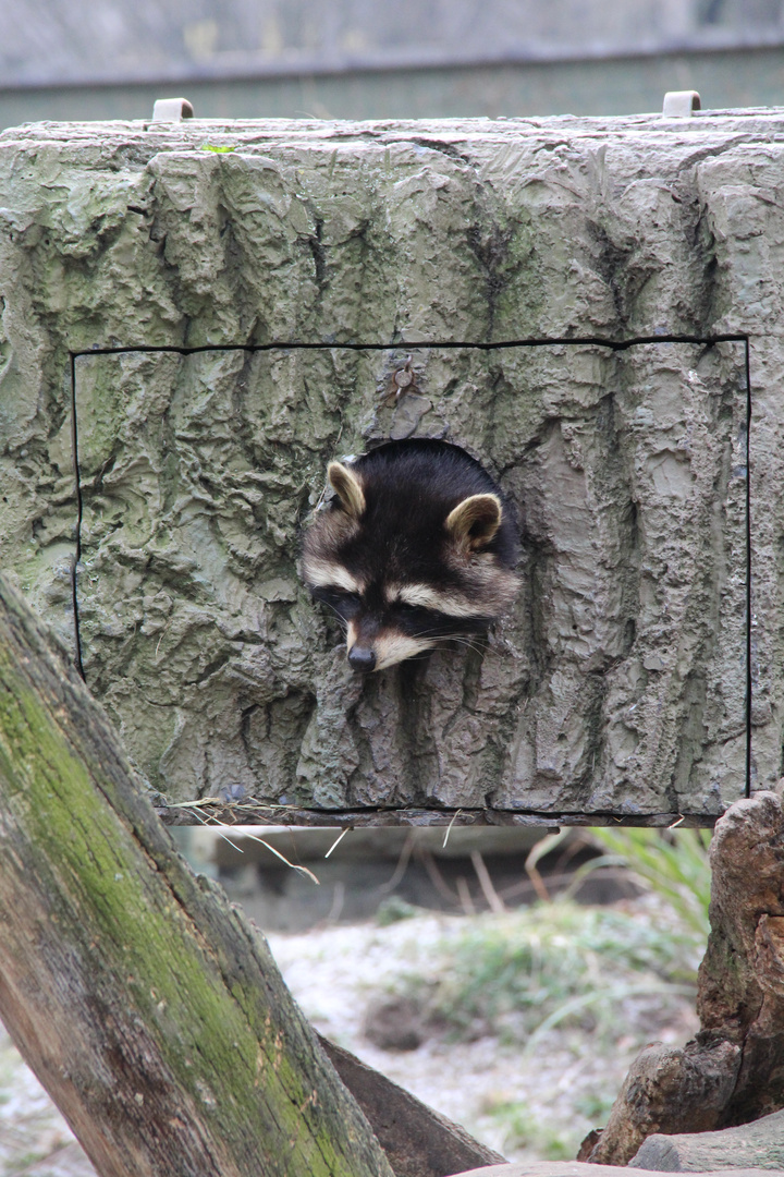 Zu Kalt Ich Will Nicht Raus Foto Bild Tiere Zoo Wildpark Falknerei Saugetiere Bilder Auf Fotocommunity